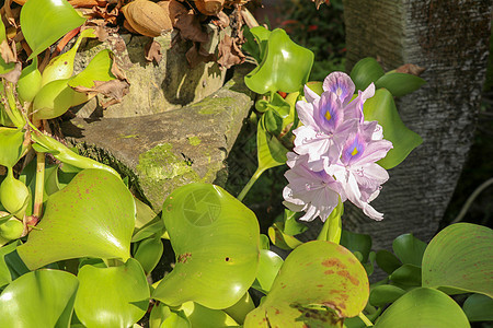 特写凤眼莲开花的紫罗兰花 紫色水葫芦 凤眼莲属 花束是自然背景中美丽的精致花瓣 印度尼西亚巴厘岛野花植物群孔雀植被池塘花园热带季图片
