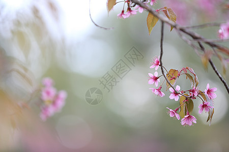 樱花花 粉红色的樱花文化花园季节插图蓝色植物群叶子植物花瓣墙纸图片