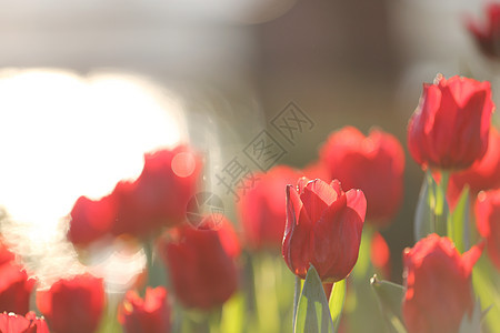 郁金花花紫色红色花朵花束野花花瓣橙子花园粉色太阳图片