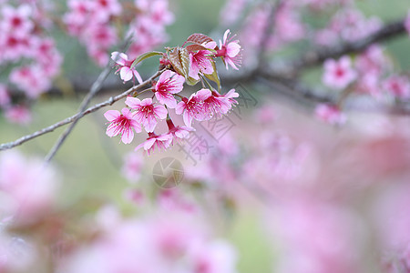 樱花花 粉红色的樱花花园叶子季节植物蓝色插图文化墙纸花瓣植物群图片