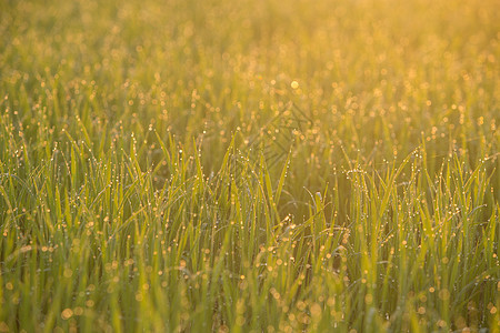 绿稻田的鲜露滴草地水滴宏观环境阳光绿色植物雨滴花园叶子图片