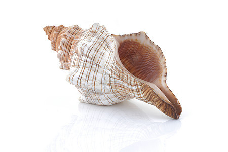 海螺壳上白色与反射隔离图片