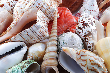 堆海壳不同的颜色和形状图片
