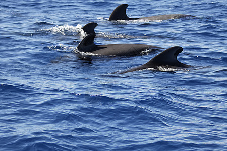 螺旋保护动物荒野海浪哺乳动物航鲸野生动物长鳍飞行员游泳图片
