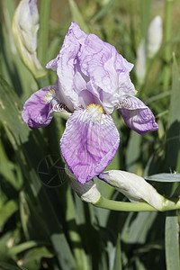 施韦特利利伊里斯花园宏观蓝色鸢尾花紫色植物花瓣植物群绿色植物学图片