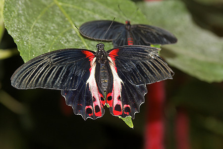 特纳里夫野生动物生物学翅膀花园动物群宏观漏洞荒野脆弱性昆虫图片