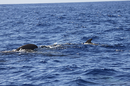 螺旋飞行员鲸鱼长鳍荒野野生动物游泳航鲸保护海浪动物图片