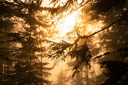透过雾蒙蒙的斯堪的纳维亚山区野生松树林近距离观看 阳光在松树后面闪耀 金色的夏日 山区浓雾弥漫 瑞典北部旅游支撑迷雾深林天空景观图片