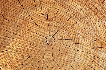 带年轮的堆叠木柴的详细特写纹理棕色戒指森林桦木风化木材橡木材料松树树干图片