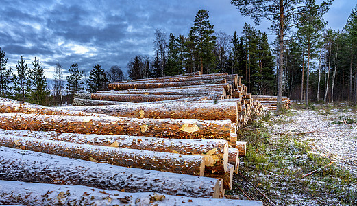 商业木材的侧面景色 在瑞典北部砍伐干净森林之后的松树原木 小雪覆盖中脊 冬季多云日 斯堪的纳维亚州拉普兰记录林业环境树干木业材料图片
