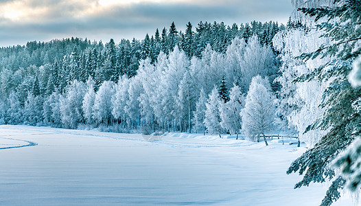 冰冻河流的冬季森林边缘 典型的瑞典北部景观 — 白霜覆盖的桦树和云杉 — 非常寒冷的一天 瑞典拉普兰图片
