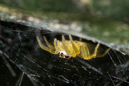 叶子上的大型蜘蛛动物绿色宏观昆虫背景图片