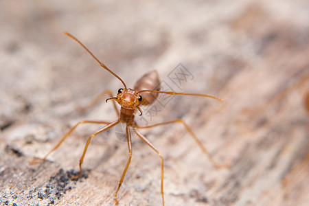 寻找食物的大型红蚂蚁昆虫野生动物宏观摄影蓝色天空工人热带团队森林图片