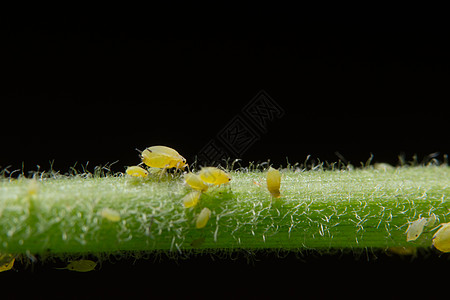 皮蜂科学名称 甲状腺虫科赫宏观瓢虫瘟疫绿色植物红色粉虱摄影昆虫叶子图片