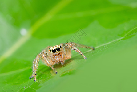植物上的大型蜘蛛跳跃花园绿色宏观背景图片
