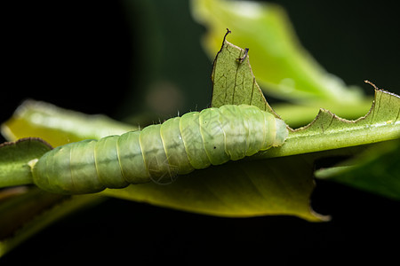 叶子上的长虫绿色昆虫毛毛虫动物漏洞宏观图片