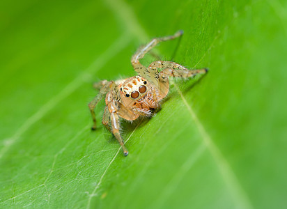 叶子上的大型蜘蛛绿色动物跳跃宏观背景图片