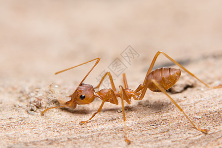 寻找食物的大型红蚂蚁黑色绿色荒野红色野生动物叶子宏观团队工作工人图片