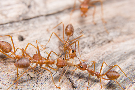 寻找食物的大型红蚂蚁绿色宏观工人漏洞团体野生动物黑色工作红色动物图片