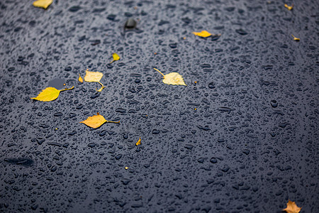 秋雨天深蓝色汽车 黄桦叶  选择性聚焦 模糊特写环境天气反射窗户公园叶子雨滴运输车辆日光图片