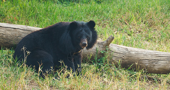 亚非黑熊哺乳动物动物绿色力量动物园毛皮大熊猫异国危险俘虏图片