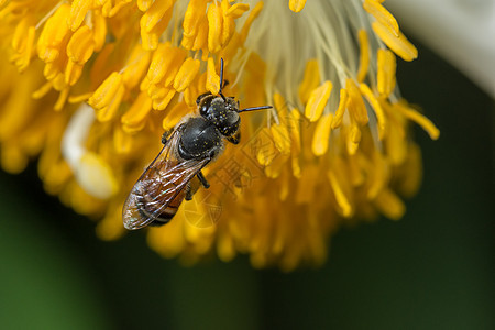 蜜蜂在花上找到食物花园花粉背景图片