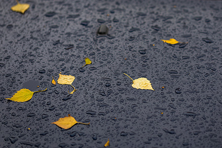 一辆黑色汽车在秋天的雨天浮出水面 上面有黄色的桦树叶  有选择地聚焦 特写模糊树叶兜帽日光反射季节窗户雨滴蓝色天气运输图片