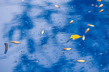 秋雨天天蓝色汽车表面 黄桦叶 — 选择性聚焦 模糊特写图片