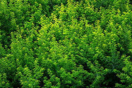 夏季绿色灰树森林固体树叶图案背景的顶部日光生长公园植物季节植被叶子旅行天线木头图片
