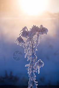 冬季雾雾的清晨冷冻干燥植物 有选择性地以艺术微小调为主柜台荒野冻结水晶天气杂草季节植物群天空蓝色图片