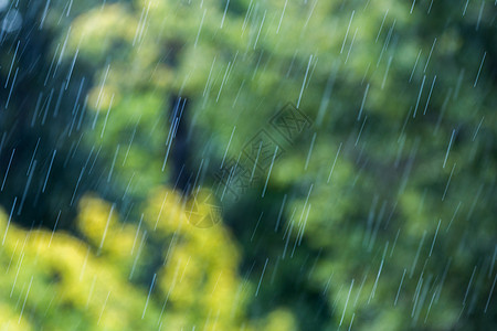 模糊的绿色森林背景中阳光明媚的降雨墙纸天气晴天雨量花园淋浴环境叶子风暴太阳图片