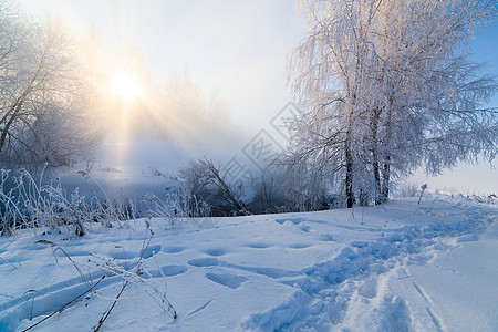 清晨寒冬河边 白树之间有阳光照耀     水平框架季节风景天气天空旅行太阳荒野蓝色环境场景图片