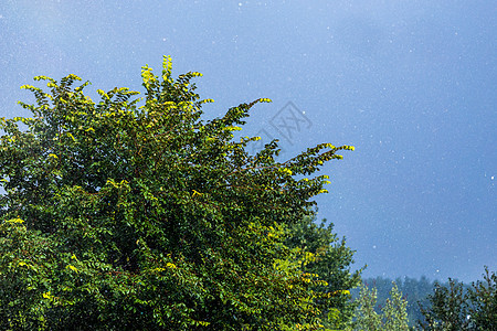 阳光下落下的树叶上雨 短短的防波望远镜近距离拍摄图片