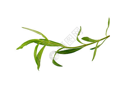 青蛙新鲜的草药 Taragon草药 特写隔离在白色上烹饪食物香料植物群植物药品绿色龙蒿塔贡叶子背景图片