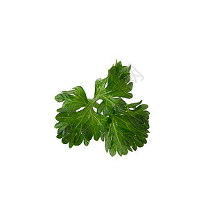 白底孤立于白色背景的新鲜药草烹饪草本植物营养叶子健康食物香料草本蔬菜绿色图片