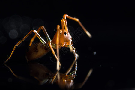 玻璃上的宏蜘蛛美女花园昆虫背景图片