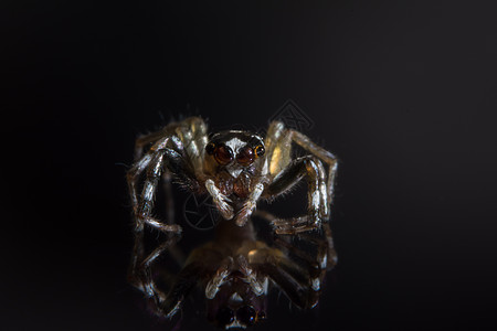 玻璃上的宏蜘蛛动物宏观黑色图片