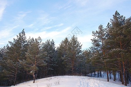 森林冬季寒冬风景降雪墙纸公园场景天空白色小路松树果园全景图片