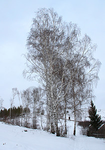 冬季风景寒冷白色晴天假期公园滑雪季节桦木跑步木头图片