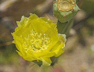 特写黄色刺青梨仙人掌花叶子花粉花园花瓣沙漠干旱绿色图片