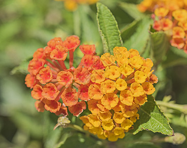 特写拉坦那卡马拉花花棚植物黄色伞形花序灌木橙子花园花瓣叶子绿色背景