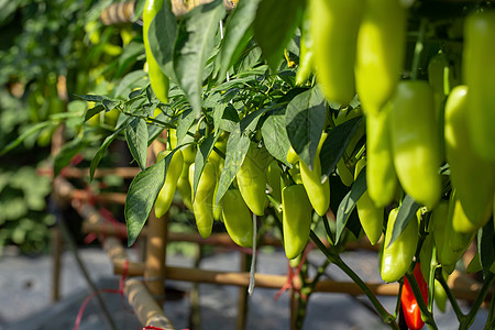 绿辣椒在一棵树上 绿色辣椒在花园里生长衬套食物生活农场团体蔬菜叶子收成水果味道图片