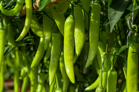 绿辣椒在一棵树上 绿色辣椒在花园里生长生活水果团体食物味道收成烹饪植物农场衬套图片