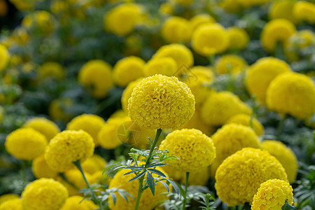 美丽的黄色和橙色花朵宏观季节花园植物学场地植物群花瓣万寿菊绿色叶子图片