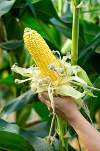 农民玉米田地上青黄玉米的绿叶棒子活力土地粮食季节叶子收成生长农场花园背景