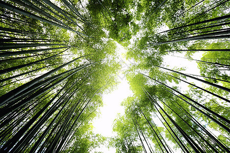 日本竹木林游客丛林竹林叶子树林热带地标植物生态传统图片