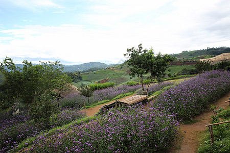 Mon Cham山丘脊与Verbena的亲善性鲜花田     Ch植物村庄旅游游客野花场景叶子植物群场地生长图片