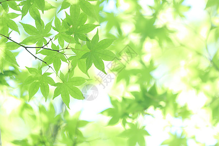 树枝上新鲜绿色的青木叶 日光照耀生长植物林地生态公园国家植物群阳光季节森林图片