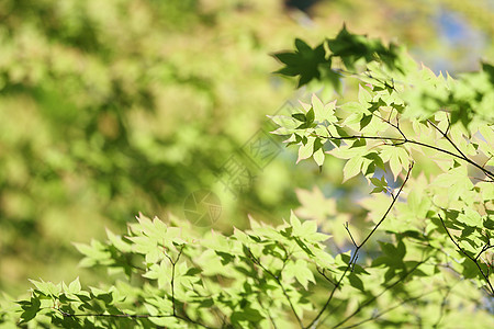 树枝上新鲜绿色的青木叶 日光照耀环境生长植物国家生态晴天树木公园森林植物群图片