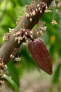 可可花 恶果 树上的可可豆荚收成拉丁丛林植物学植物种植园雨林蔬菜热带巧克力图片